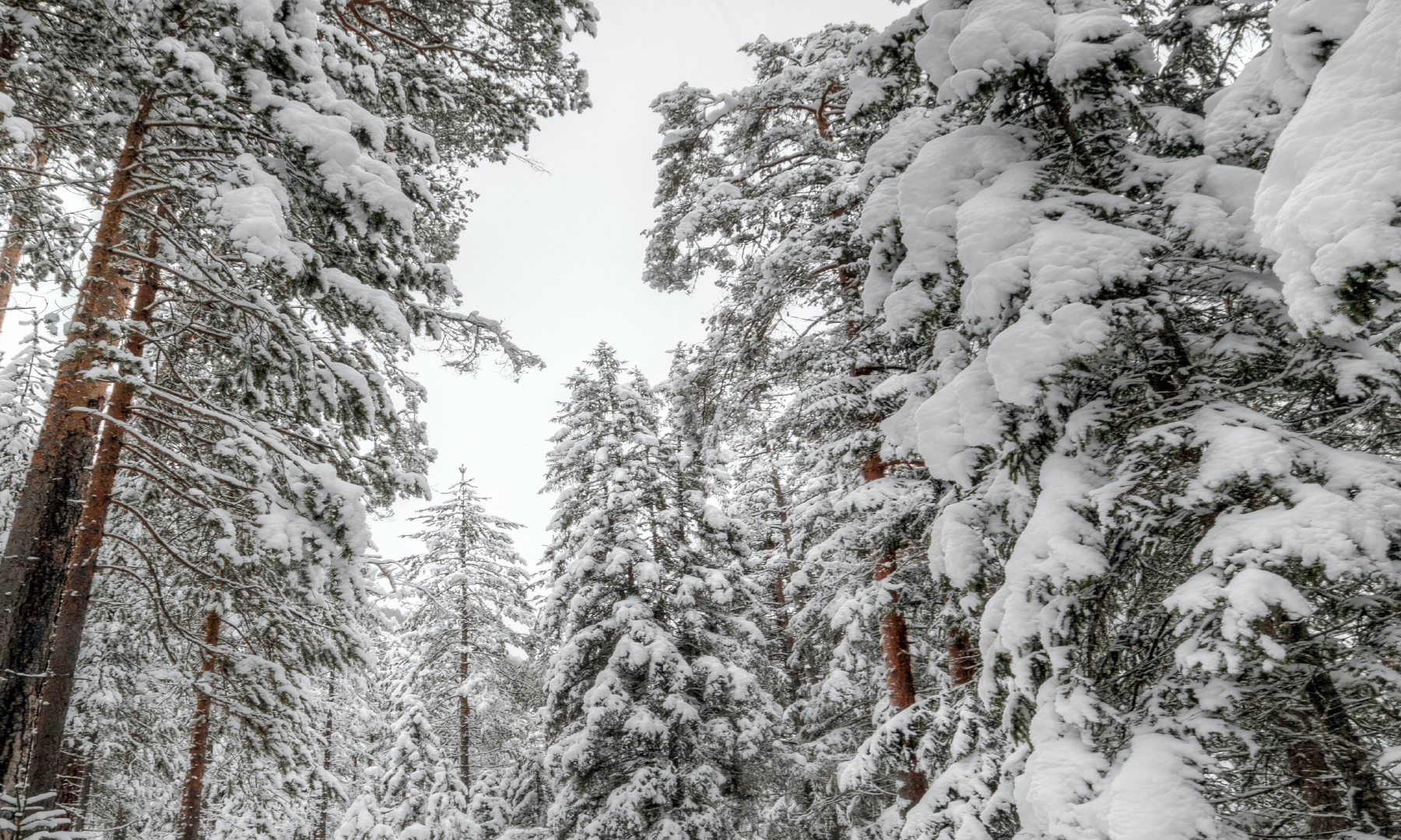 7 Essential Oils That Will Make Your Home Smell of Christmas LabAroma